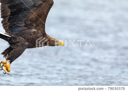 Hunting for an eagle 79030370