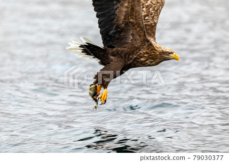 Sea surface and white-tailed eagle Sea surface and white-tailed eagle 79030377