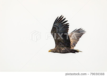 Flight of the giant eagle Flight of the giant eagle 79030388