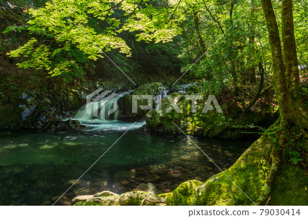 [Shizuoka Prefecture] Fresh green Izu Namesawa Gorge 79030414