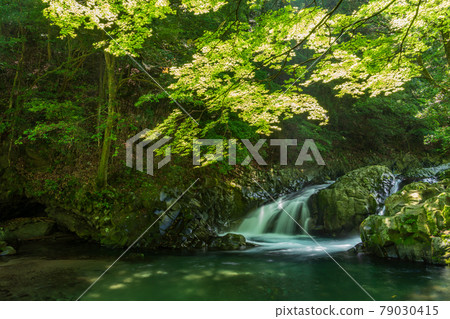 [Shizuoka Prefecture] Fresh green Izu Namesawa Gorge 79030415