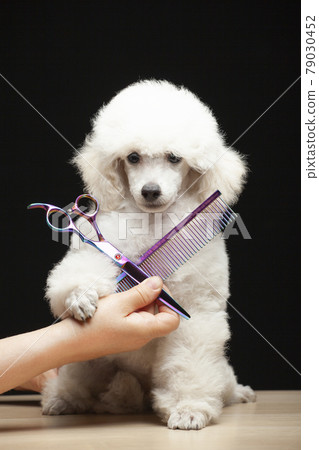 image of dog hand scissors hairstyle image of dog hand scissors hairstyle 79030452