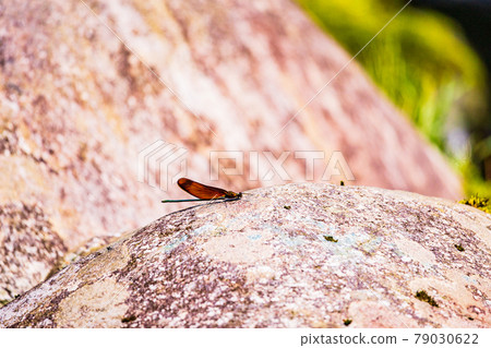 Miyamakawa dragonfly of mountain stream Miyamakawa dragonfly of mountain stream 79030622