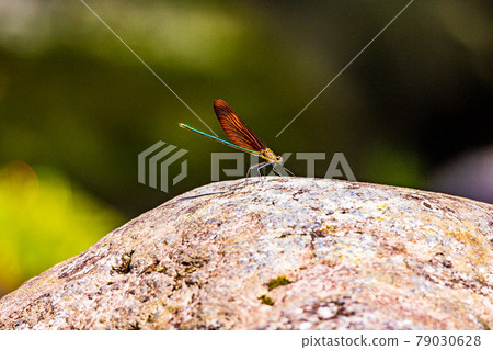 Miyamakawa dragonfly of mountain stream Miyamakawa dragonfly of mountain stream 79030628