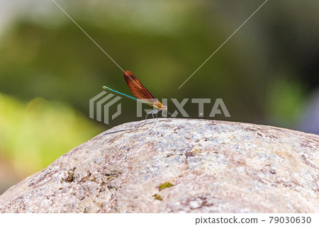 Miyamakawa dragonfly of mountain stream Miyamakawa dragonfly of mountain stream 79030630