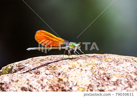 Miyamakawa dragonfly of mountain stream 79030631