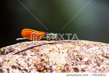 Miyamakawa dragonfly of mountain stream 79030632