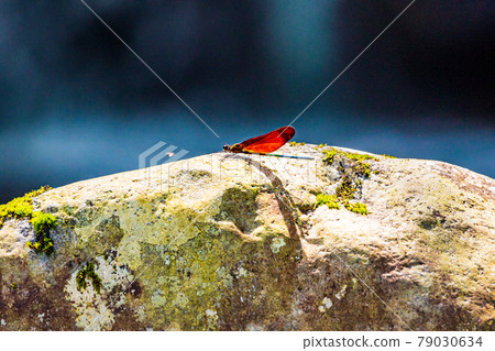 Miyamakawa dragonfly of mountain stream Miyamakawa dragonfly of mountain stream 79030634