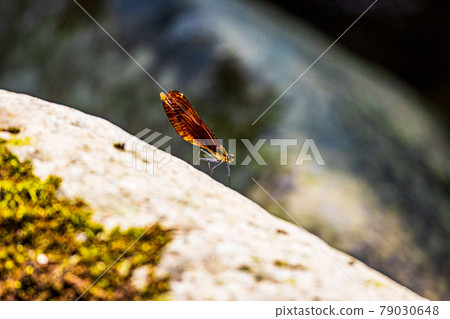 Miyamakawa dragonfly of mountain stream 79030648