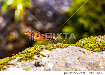 山間小溪的Miyamakawa蜻蜓 79030652