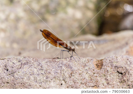 Miyamakawa dragonfly of mountain stream 79030663