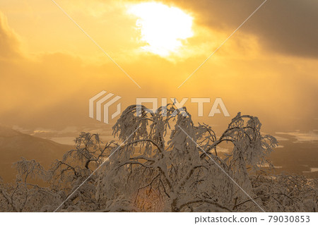 Trees covered with sunset and snow Trees covered with sunset and snow 79030853
