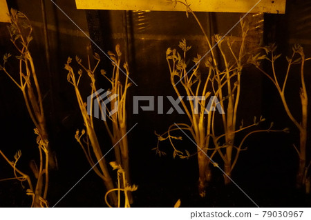 Udo of Hida Great Limestone Cave Udo of Hida Great Limestone Cave 79030967