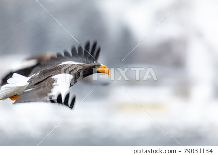 Steller's sea eagle with a sharp eye Steller's sea eagle with a sharp eye 79031134