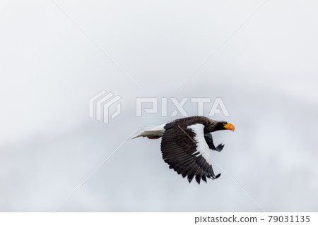Steller's sea eagle in winter scenery Steller's sea eagle in winter scenery 79031135