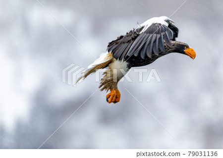 狩獵steller的海鷹 狩獵steller的海鷹 79031136