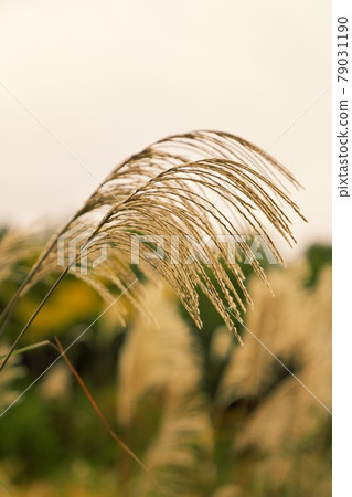 Japanese pampas grass that informs the sign of autumn Japanese pampas grass that informs the sign of autumn 79031190