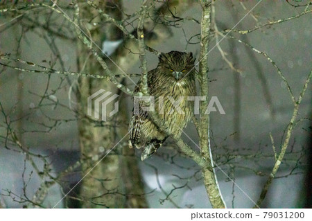 Blakiston's owl looking at the camera 79031200