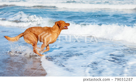 Dog run by sand beach along sea surf Dog run by sand beach along sea surf 79031287