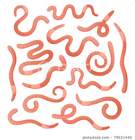 Earthworm. Cartoon soil worm. Farm compost invertebrate animal. Pink rainworm in various poses. Insect crawls and loosens ground. Fishing bait with long curving body. Vector bugs set 79031440
