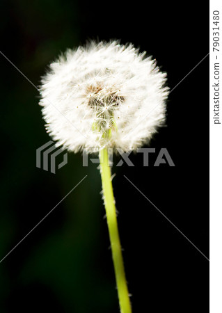 [Plants] Dandelion Dandelion seeds Cotton fluff 79031480