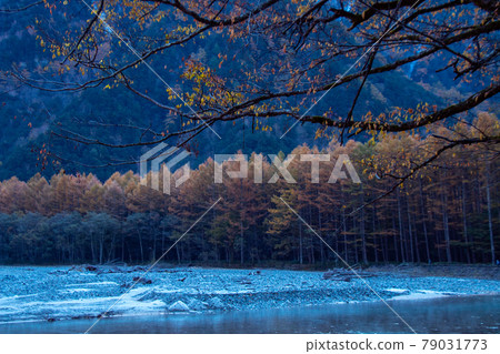 梓川沿岸落葉鬆的秋葉 79031773