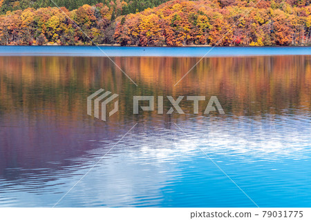 Autumn leaves Aoki Lake Autumn leaves Aoki Lake 79031775