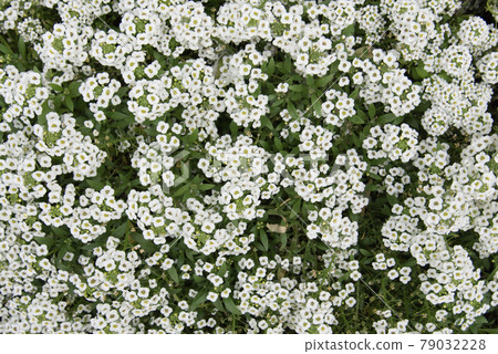 Top view of small white flowers. Floral background, texture 79032228