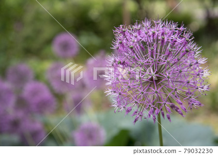 Close-up pink or lilac flower. Background, texture. Allium Close-up pink or lilac flower. Background, texture. Allium 79032230
