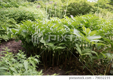 Polygonatum hirtum, flowering plant. A plant with white hanging flowers. background, texture Polygonatum hirtum, flowering plant. A plant with white hanging flowers. background, texture 79032235