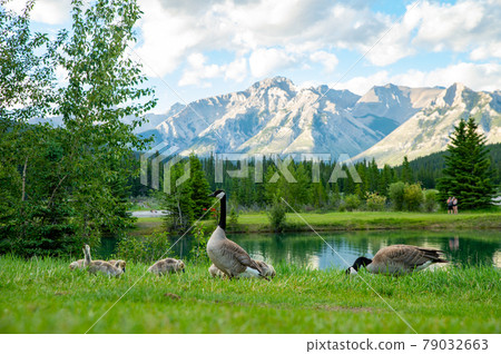 Goose parent and child playing near a beautiful lake Goose parent and child playing near a beautiful lake 79032663