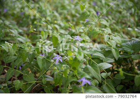 V nca major. A plant with delicate purple flowers. Background, texture 79032764