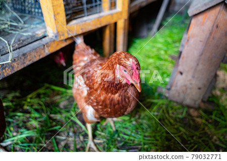 red hens in the chicken coop. a barn for poultry on the farm. red hens in the chicken coop. a barn for poultry on the farm. 79032771