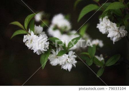 庭櫻重瓣白花 79033104