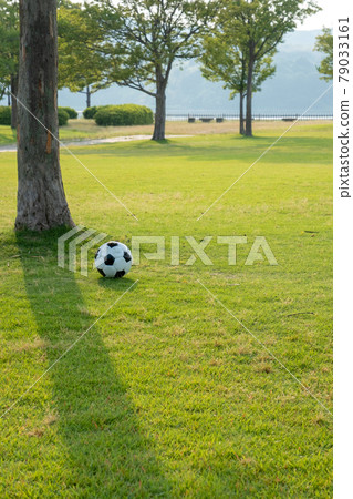 Park turf, kokage, soccer ball, walk through the sunlight 79033161