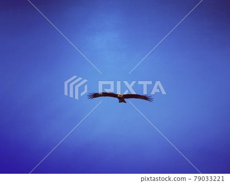 一隻黑風箏在藍天中飛翔 一隻黑風箏在藍天中飛翔 79033221