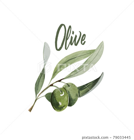 Watercolor olive branch. Sketch of olive branch on white background 79033445