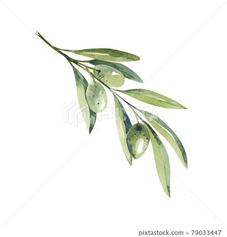 Watercolor olive branch. Sketch of olive branch on white background Watercolor olive branch. Sketch of olive branch on white background 79033447