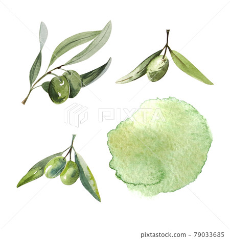 Watercolor olive branch. Sketch of olive branch on white background Watercolor olive branch. Sketch of olive branch on white background 79033685