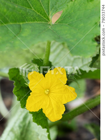 Cucumber flowers 79033744