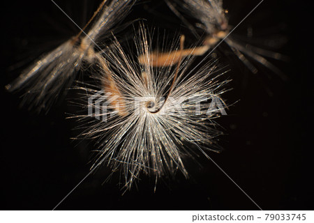 Brightly lit Pelargonium seeds, with fluffy hairs and a spiral body, are reflected in black perspex. Geranium seeds that look like ballerina ballet dancers. Motes of dust shine in the background like Brightly lit Pelargonium seeds, with fluffy hairs and a spiral body, are reflected in black perspex. Geranium seeds that look like ballerina ballet dancers. Motes of dust shine in the background like 79033745