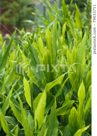 Japanese ginger field Japanese ginger field 79033751