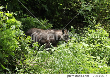 Antelope Antelope 79033803