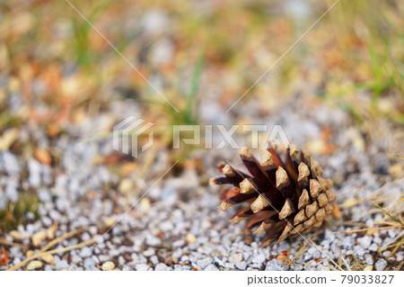Nature image pine cones falling in the park 79033827