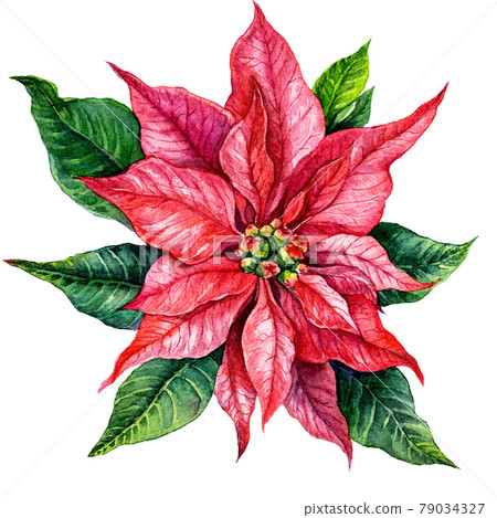 Red Poinsettia Watercolor Illustration Isolated on White. 79034327