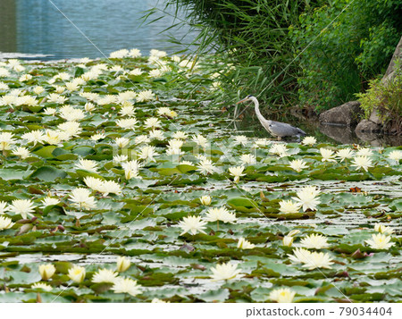 Herons and water lilies aiming for prey 79034404