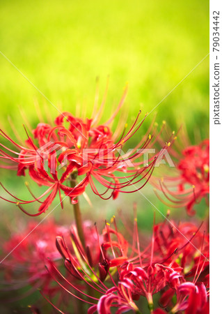 收穫前稻穗和紅叢孤挺花 收穫前稻穗和紅叢孤挺花 79034442