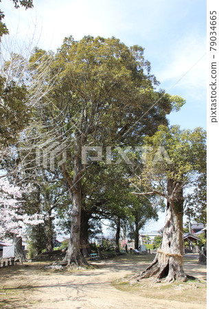 The sacred tree of Akashi Hachimangu in Kurume City 79034665