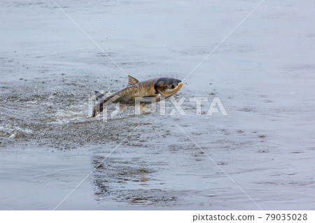 鰱魚跳躍產卵 79035028