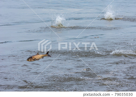 Silver carp jumps to spawn Silver carp jumps to spawn 79035030